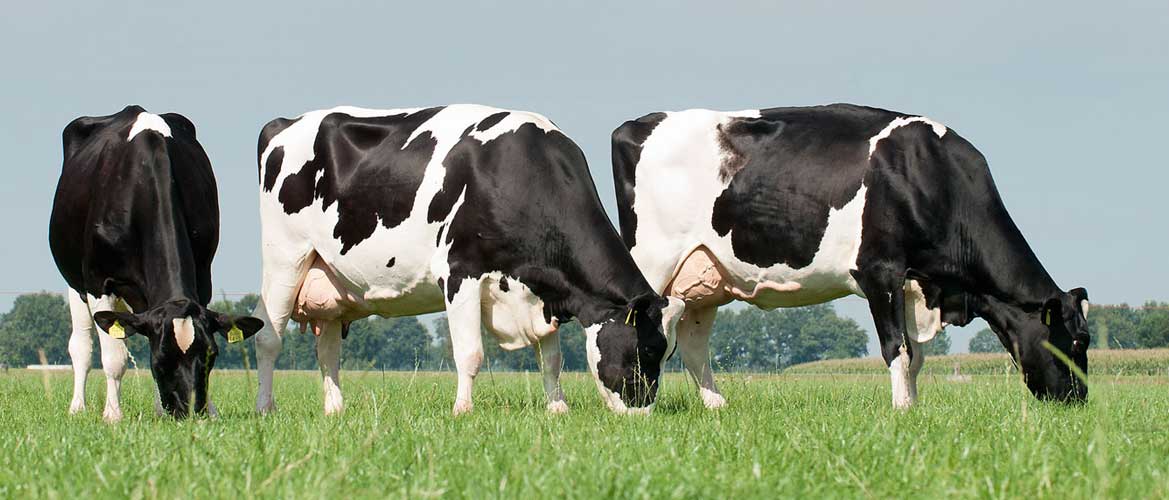 dairy cows in kenya